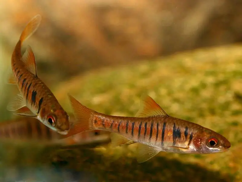 keserasian barbs