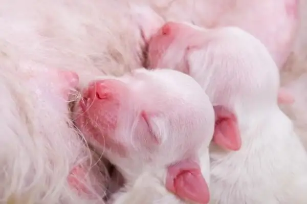 Hvor længe varer graviditeten hos hunde. Hvor mange måneder varer graviditeten hos hunde