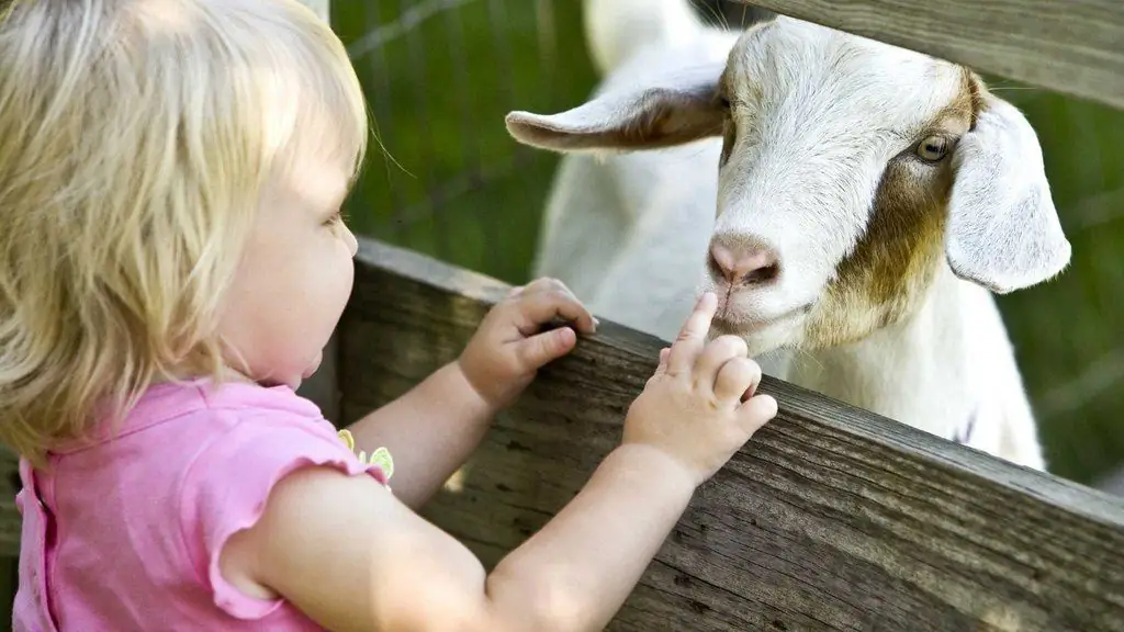 berapa banyak yang boleh saya berikan kepada bayi saya susu kambing