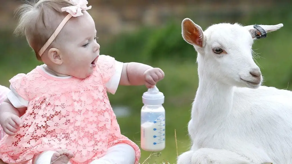 puis-je donner du lait de chèvre à mon bébé