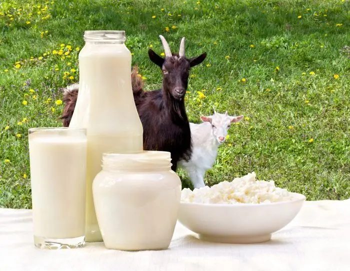 bolehkah saya memberi susu kambing saya yang berumur 1 tahun