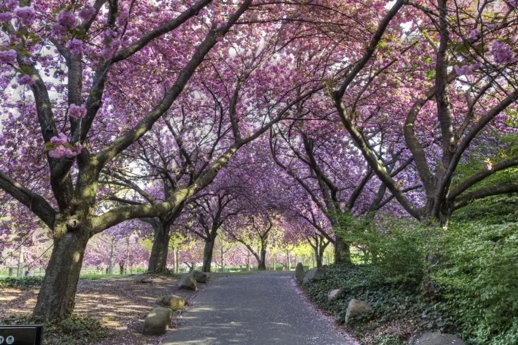 alley in april