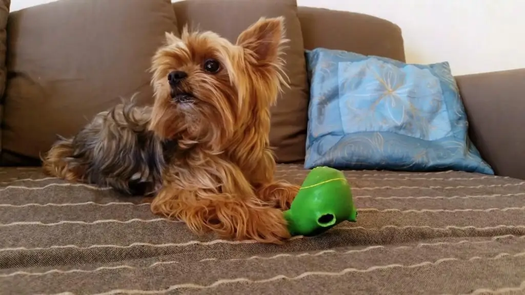 Yorkie jugando con un juguete