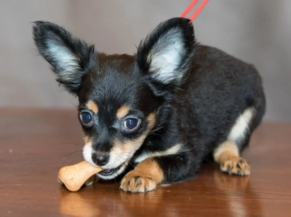 Kleiner Toy Terrier, der auf einem Knochen kaut