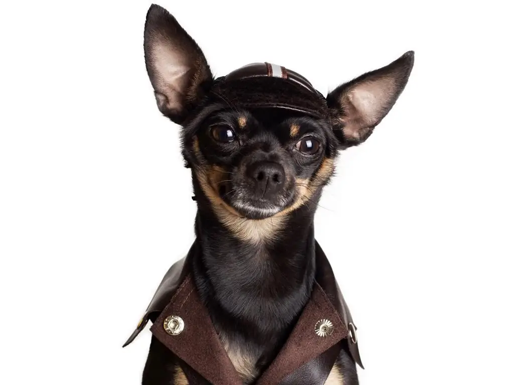 Toy Terrier in Kleidung