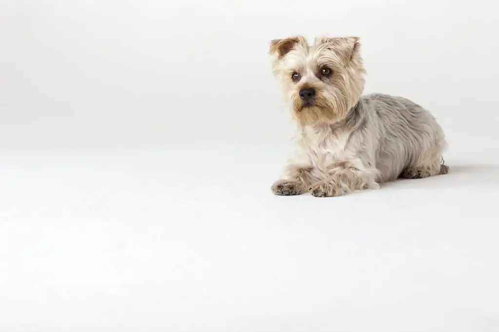 Hvid Yorkshire Terrier