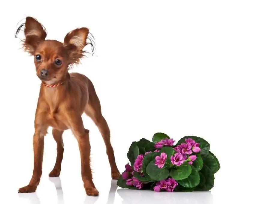 Toy terrier med blomster