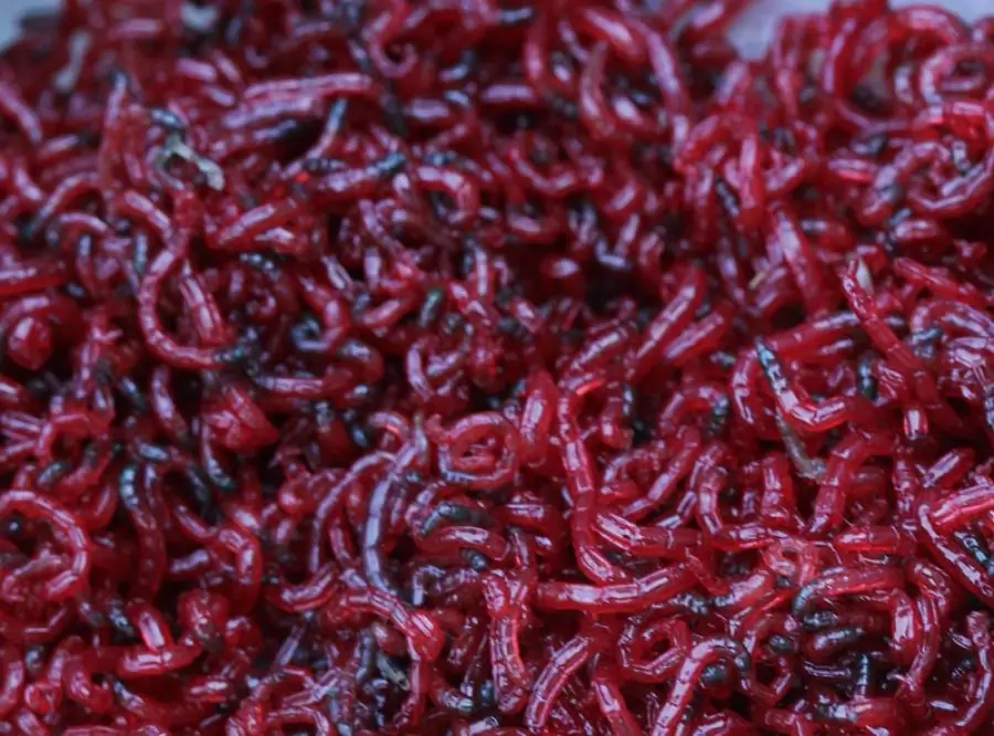 Bloodworms jsou vynikající jídlo