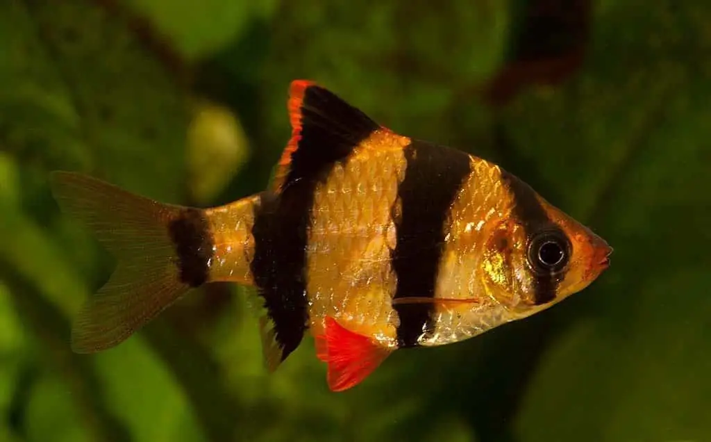 Sumatran barb