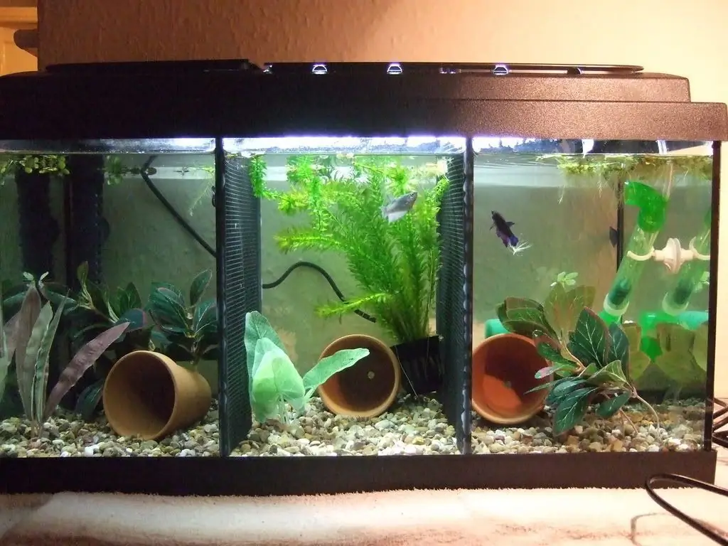 Aquariper a 3 ramats