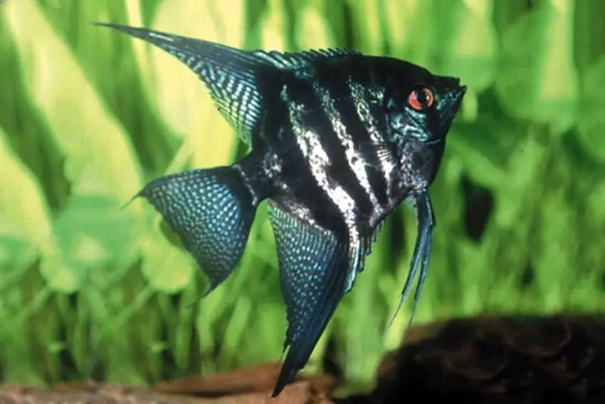 tiger angelfish