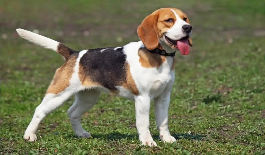 sevimli beagle