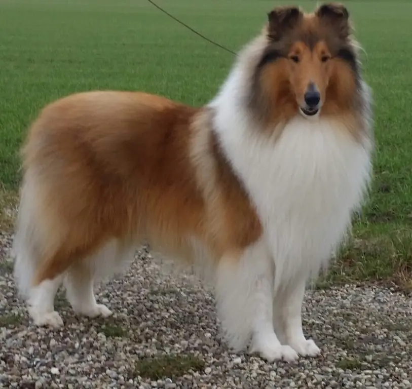 Pragtige Collie