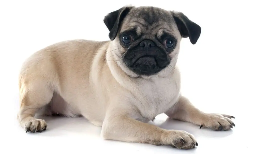 snaakse pug