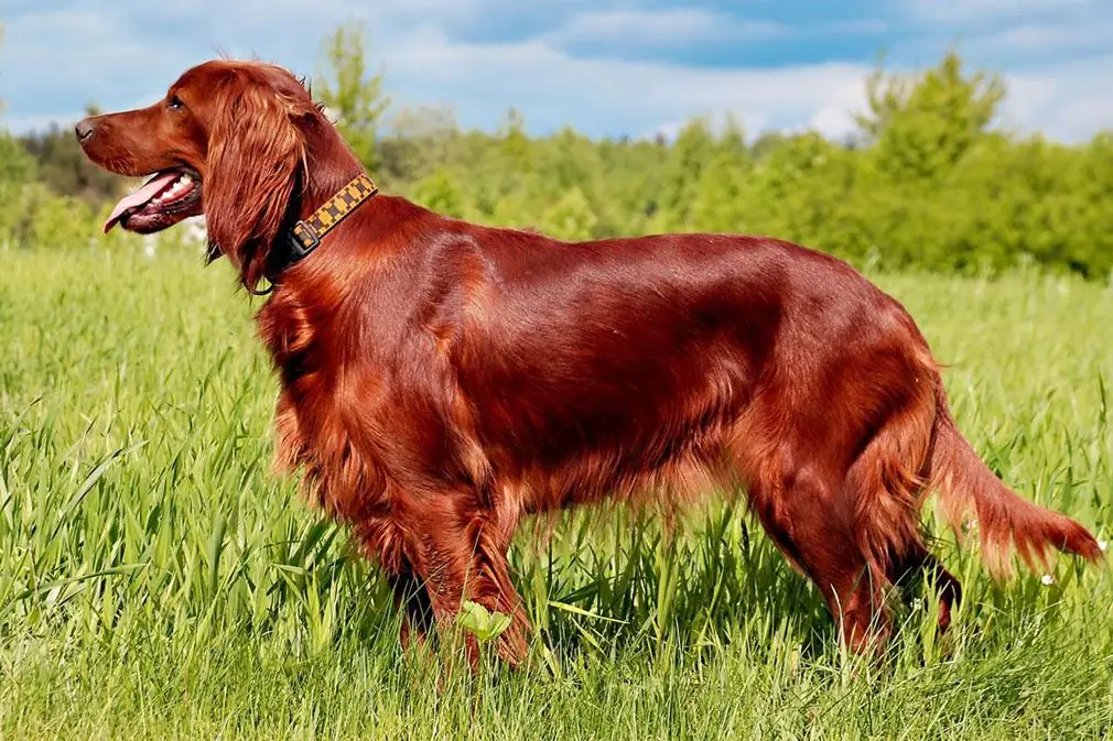 irlandiyalı setter