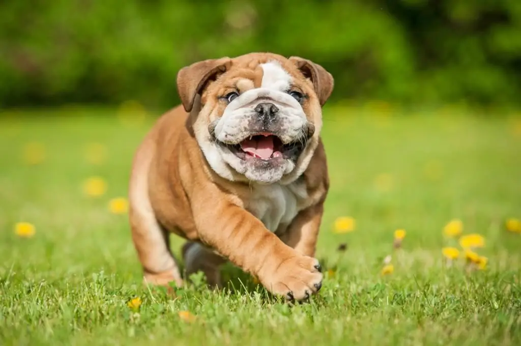 English bulldog