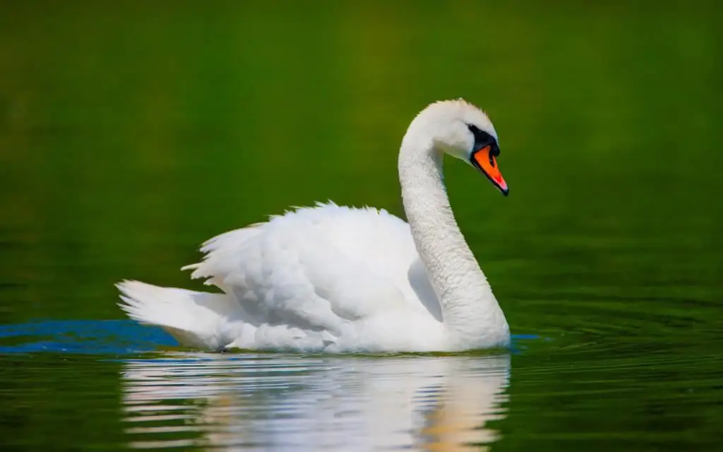 Cisne blanco