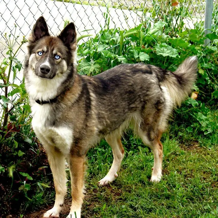 Campuran Husky