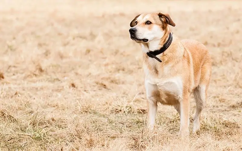 Labrador qarışığı