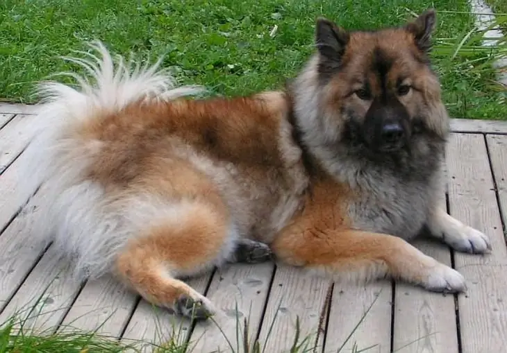 chow chow qarışığı