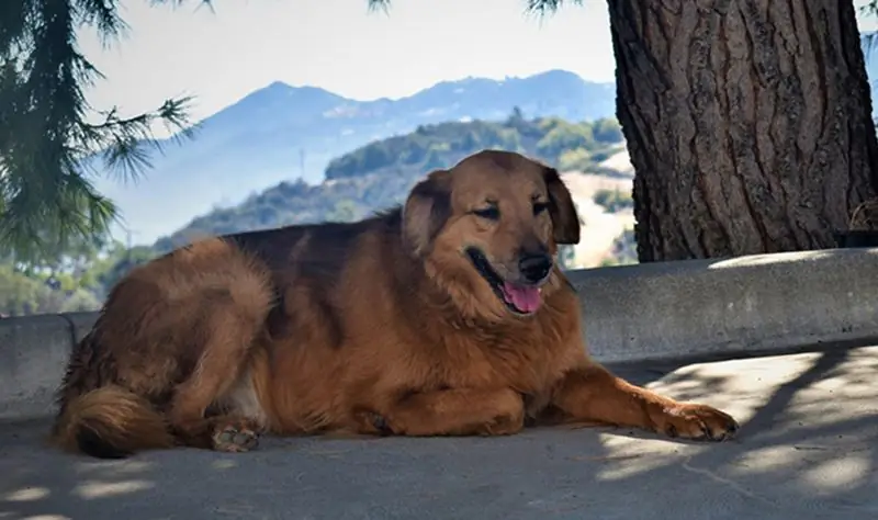 Golden Shepherd