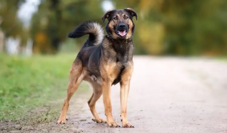 Përzierje Rottweiler