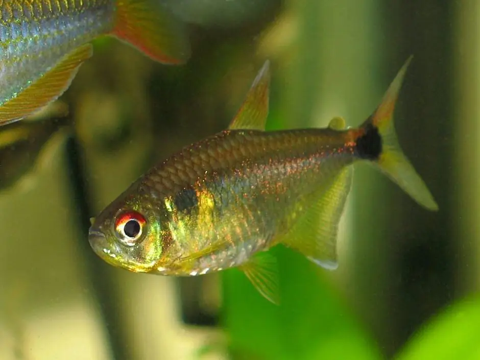 Peixe tetra-lanterna