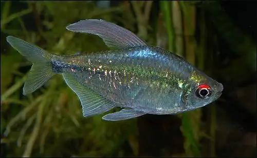 diamante tetra