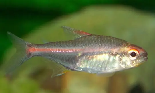 peixe rosa neon