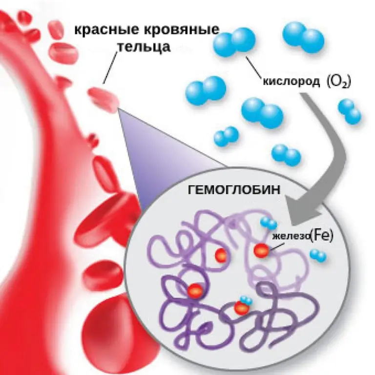 kompleksna beljakovinska spojina