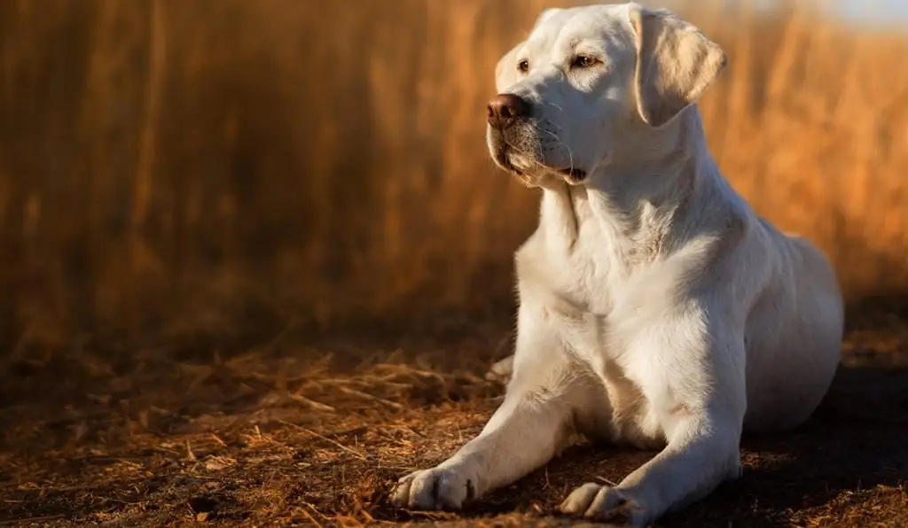 Nama yang sempurna untuk seekor anjing