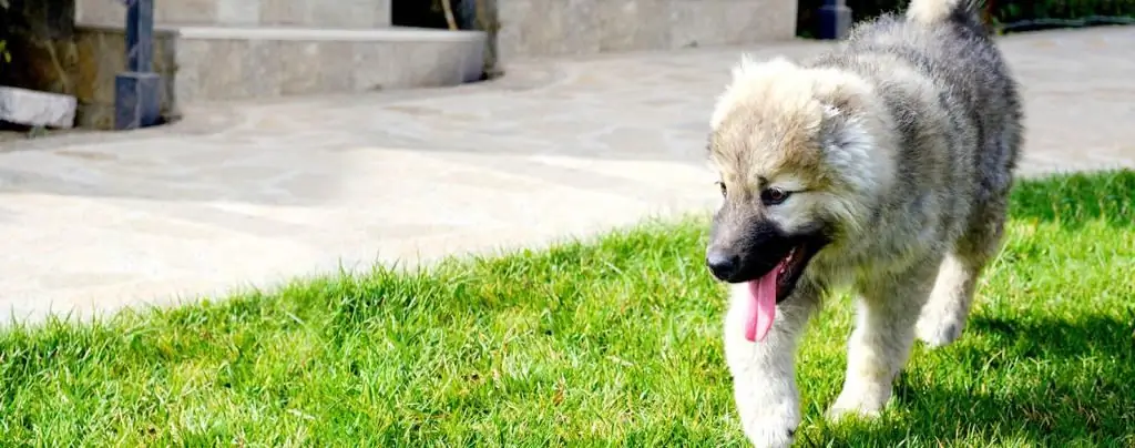 Kafkasyalı bir çoban kızın takma adı