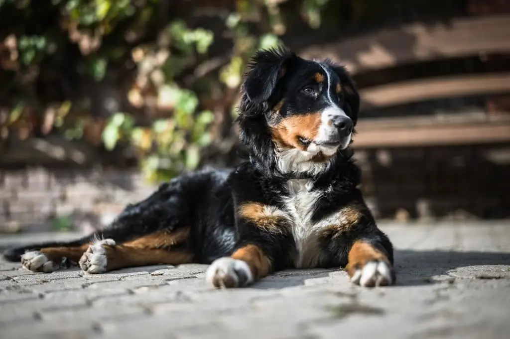 sennenhund kızının takma adı