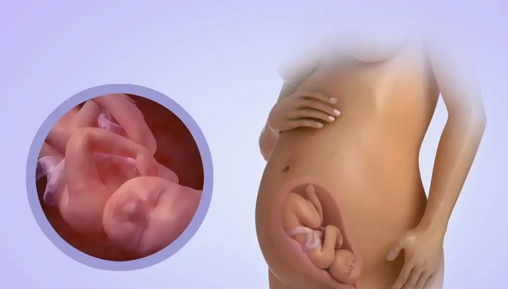 À quoi ressemble un bébé à 30 semaines de grossesse : poids, dimensions, anatomie