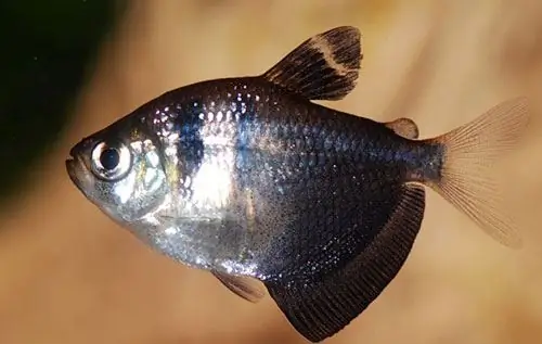 Ikan akuarium Ternetia