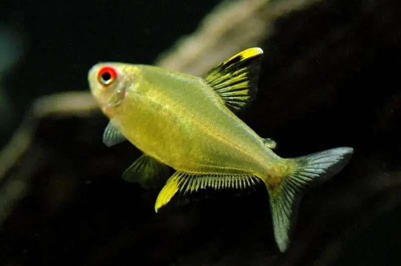 lemon tetra