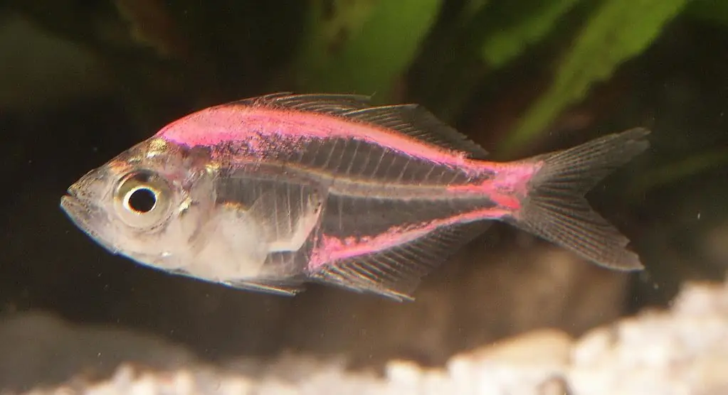 glass tetra