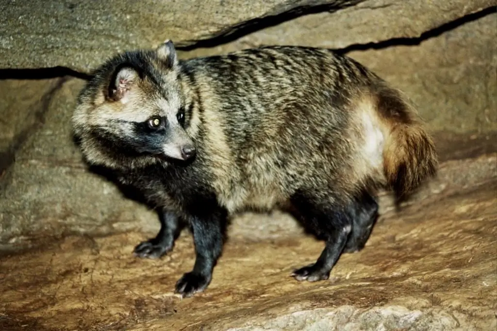 Raton laveur et chien viverrin : la différence entre les animaux et leurs caractéristiques