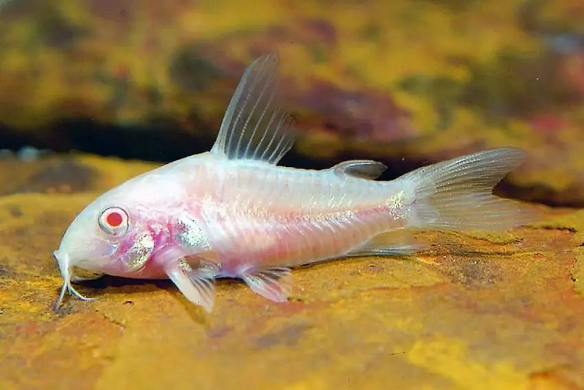 albino form