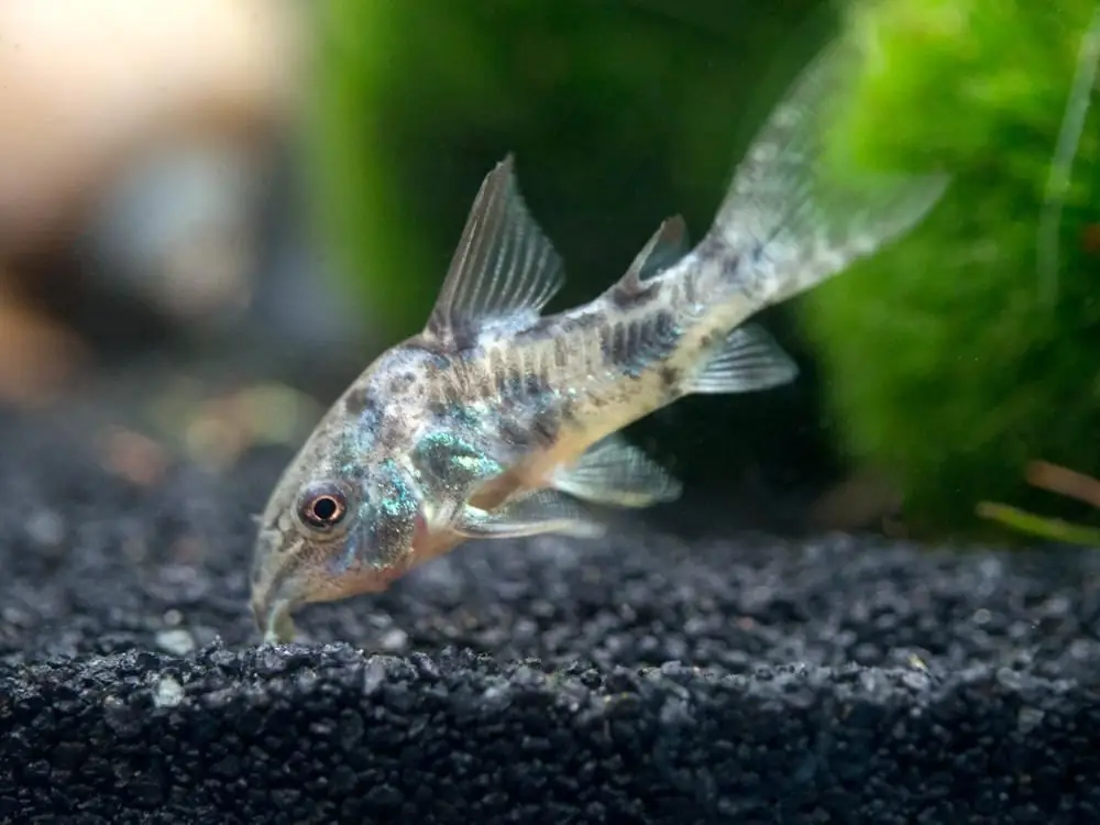 Couloir du poisson-chat moucheté: photo et description, soins et reproduction, compatibilité dans l'aquarium