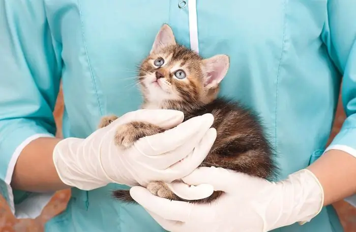 Recenzii ale medicilor veterinari