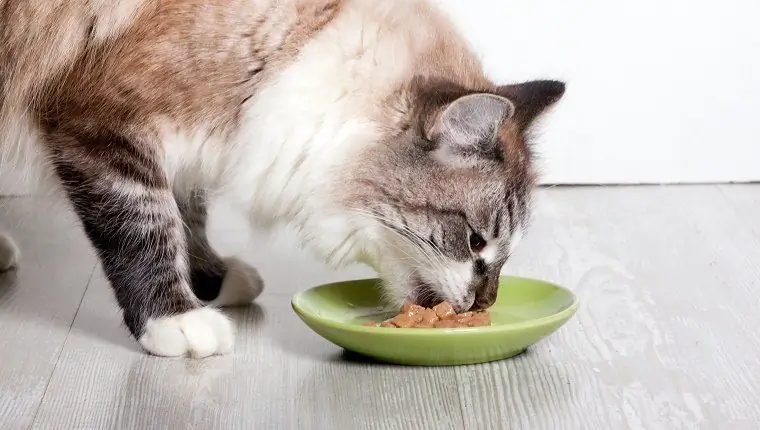 Le chat avec appétit mange de la nourriture