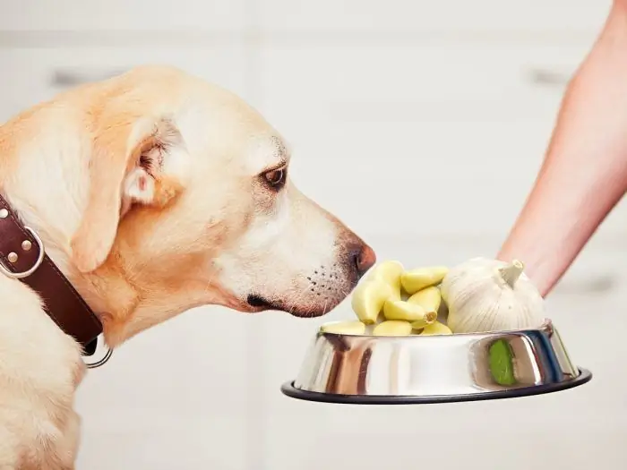 Cane e aglio