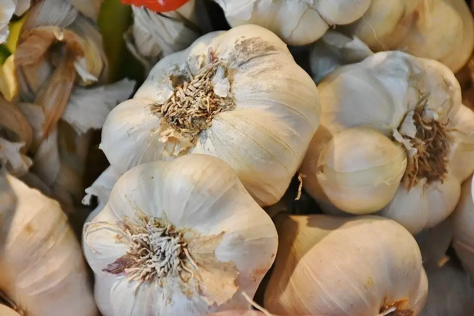 Banyak bawang putih di atas meja