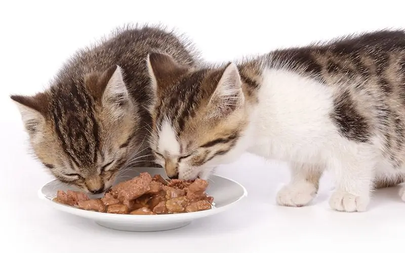 nourriture sèche douce pour chat