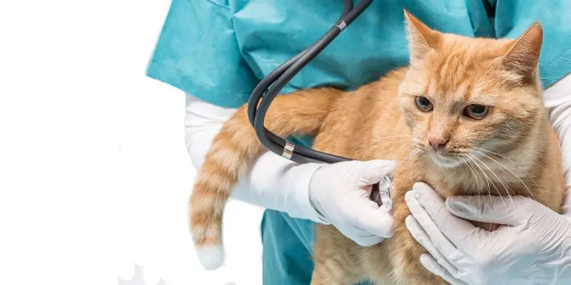 gato en el veterinario