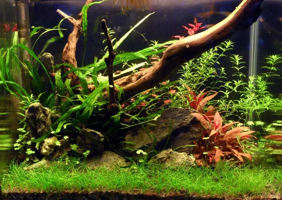 Akvarium med planter