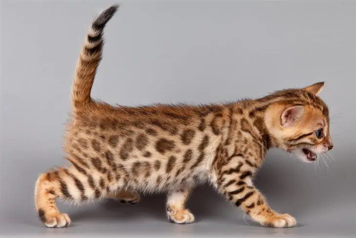 bengal kedisi yavru kedi