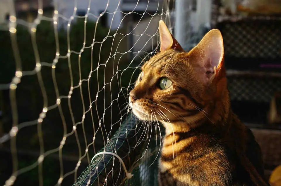 Alimentation du chat bengal