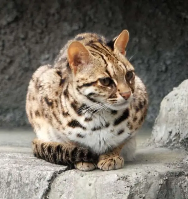 apa makanan terbaik untuk kucing bengal